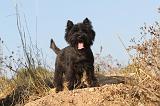 CAIRN TERRIER 036
